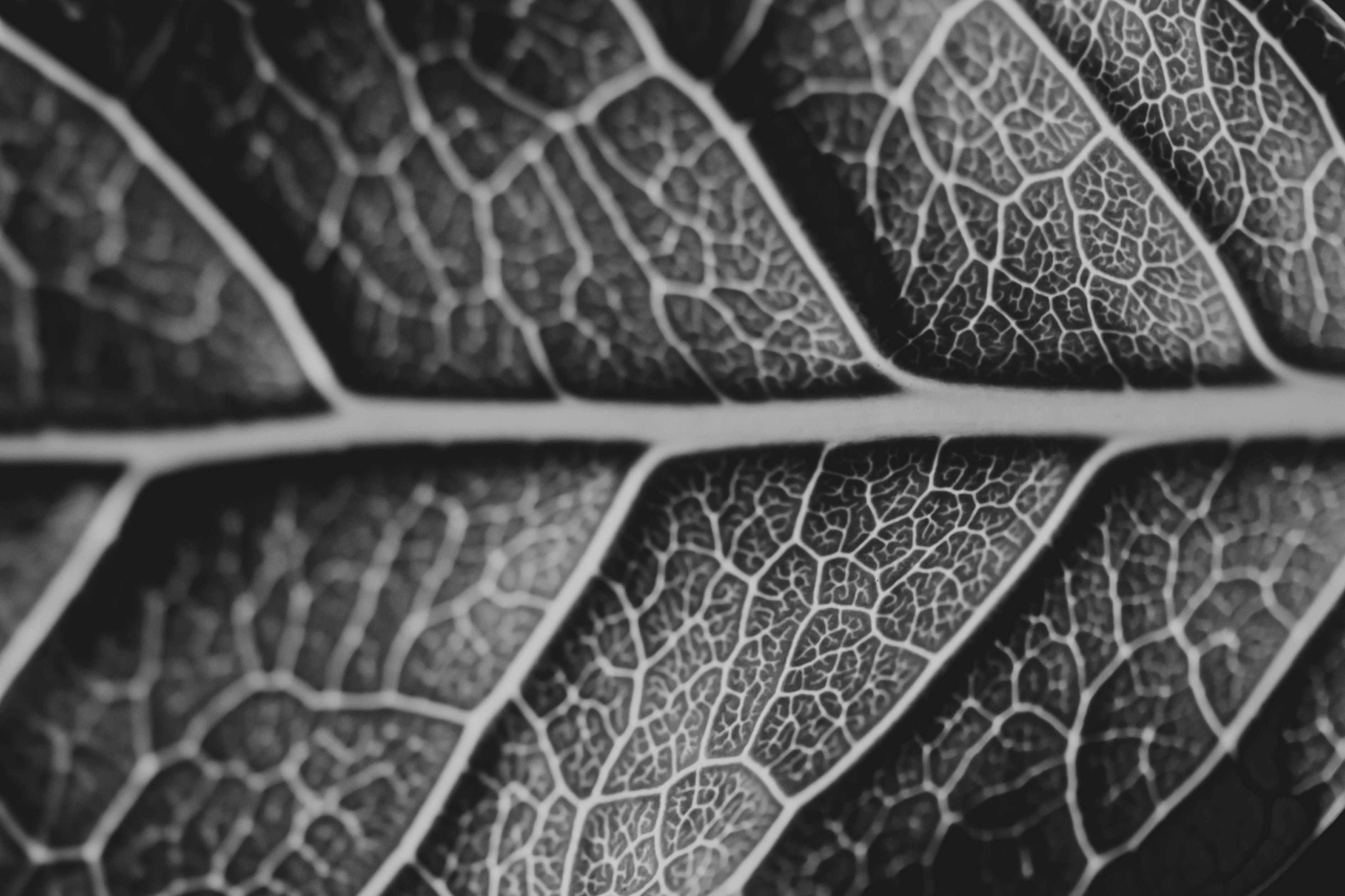 bay leaf closeup