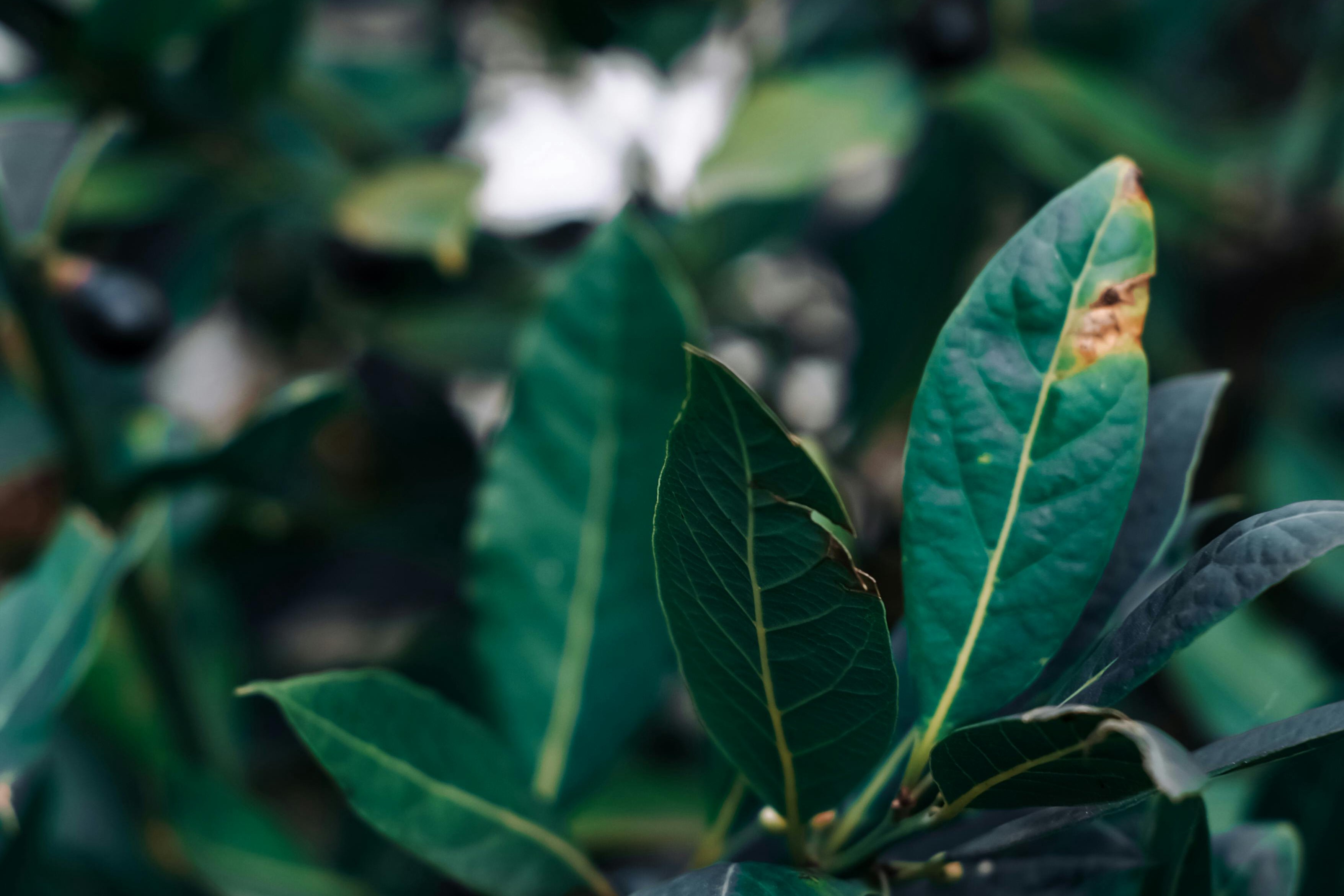 bay leaf