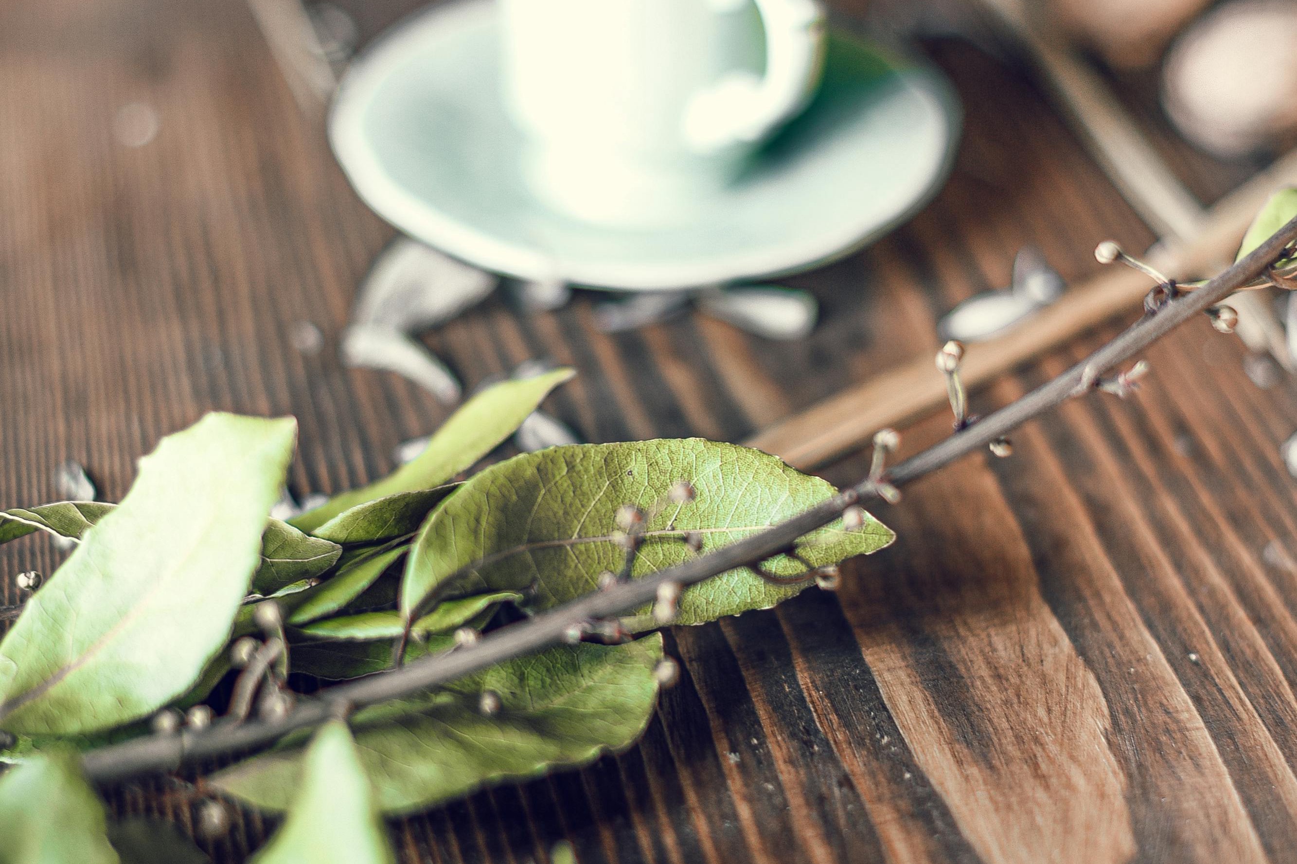 bay leaf