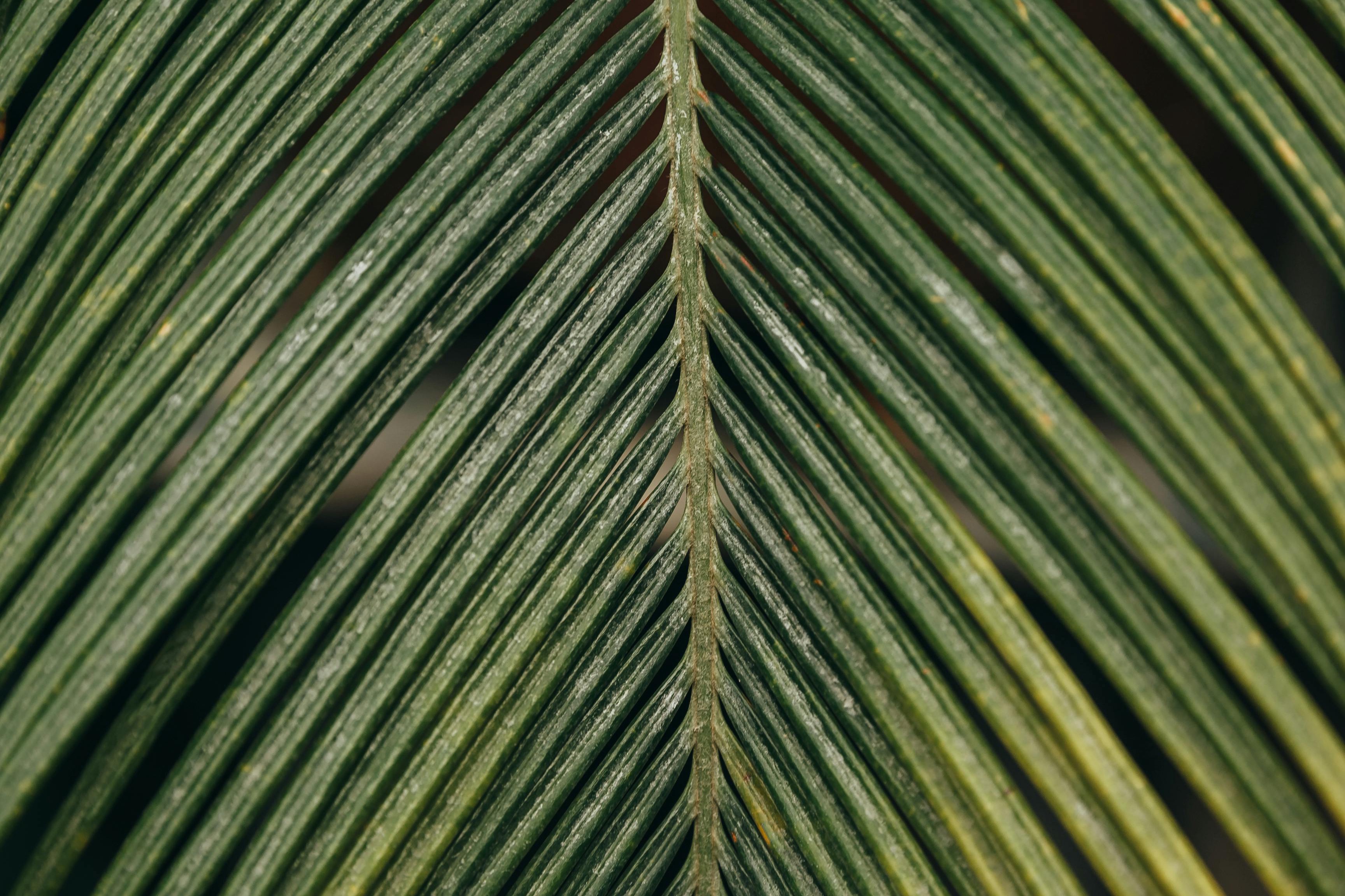 bay leaf plant