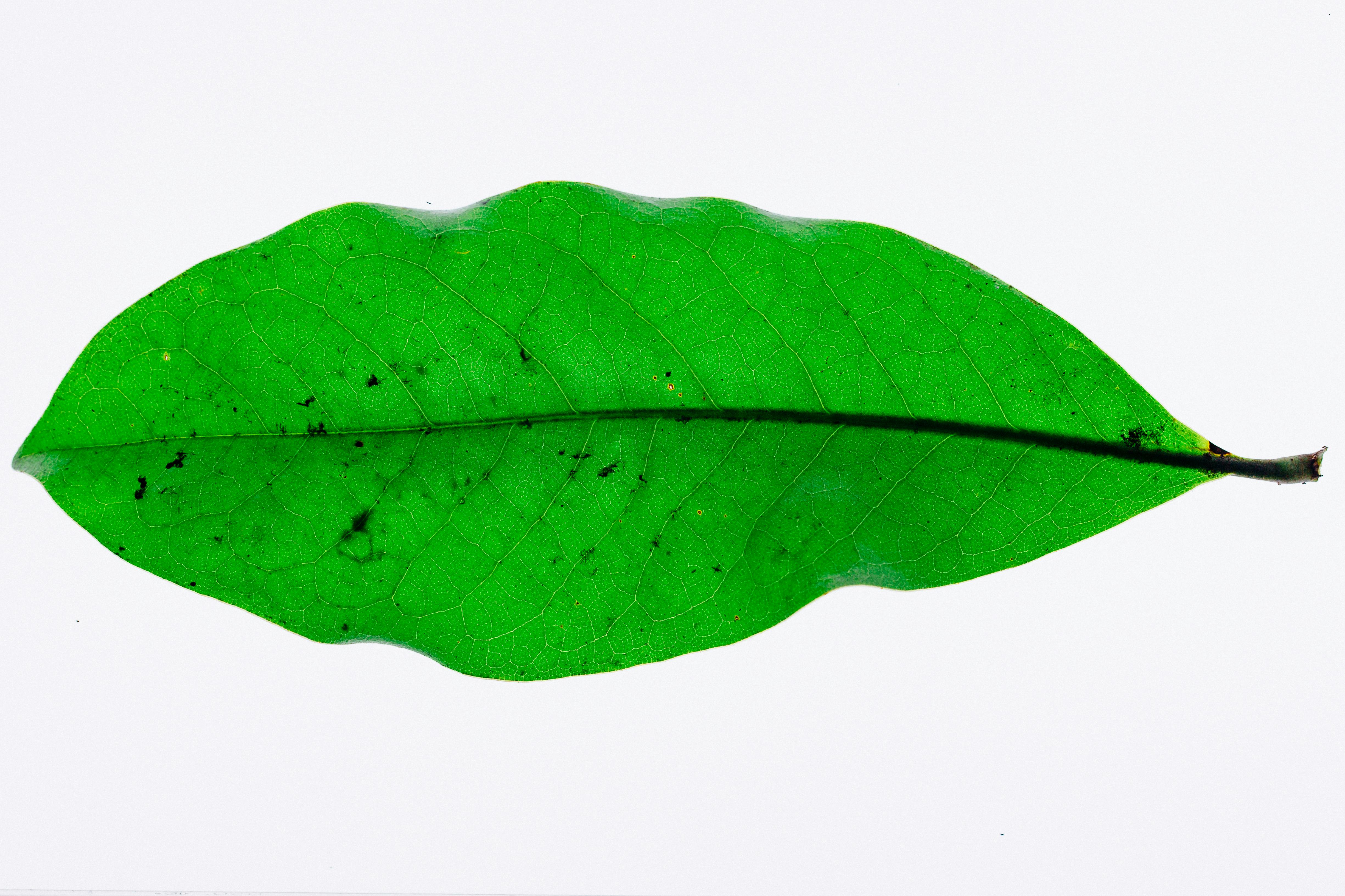 bay leaf fresh