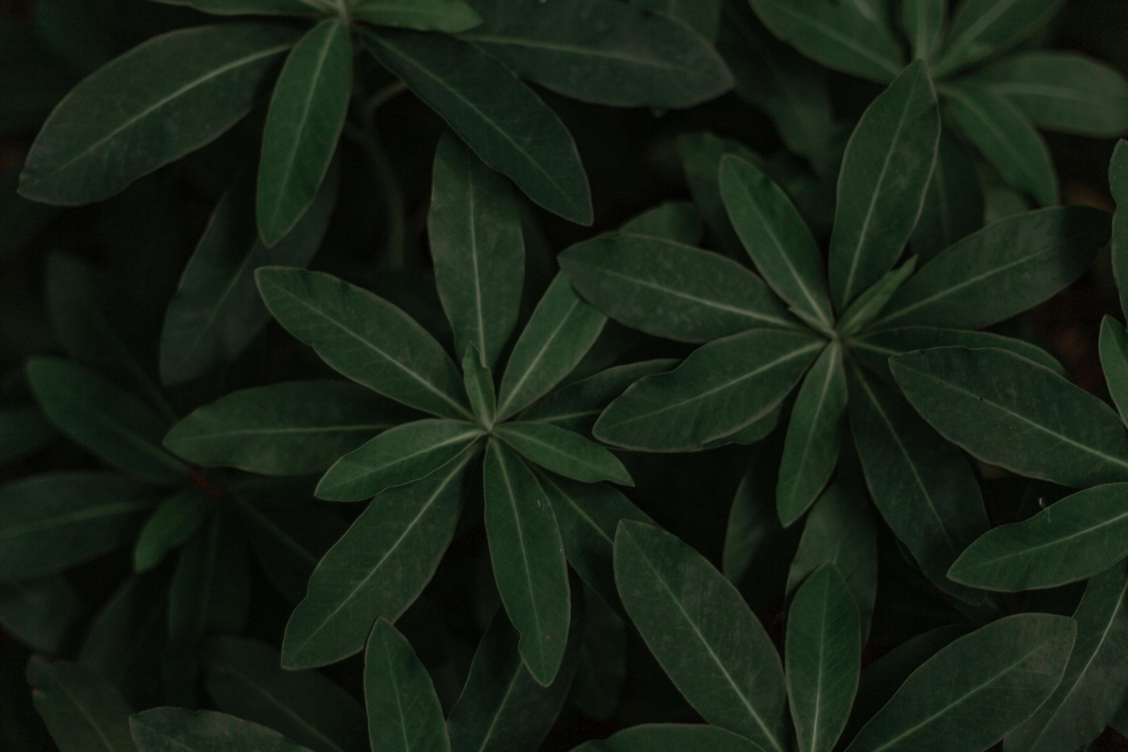 bay leaf