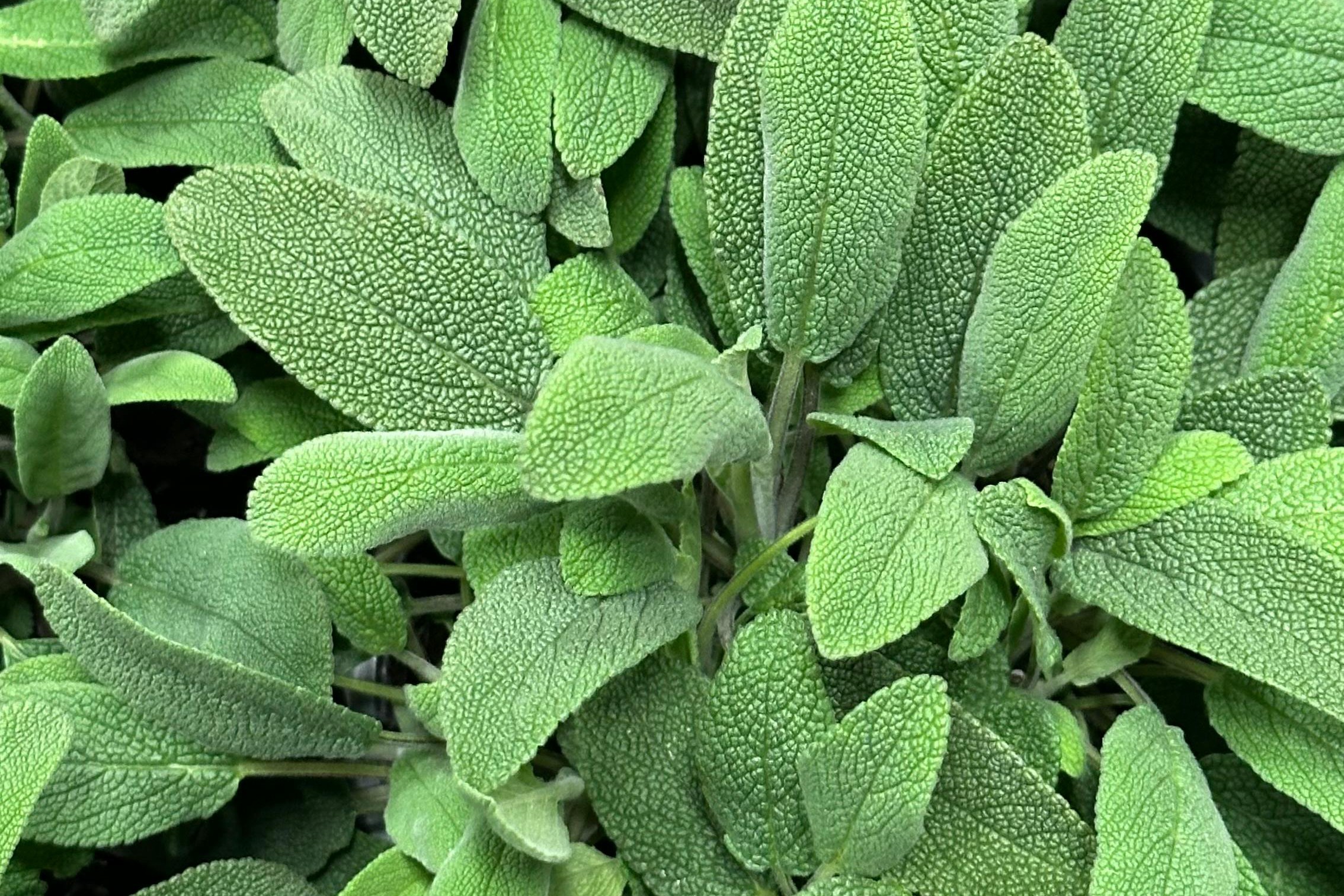 herbal leaves
