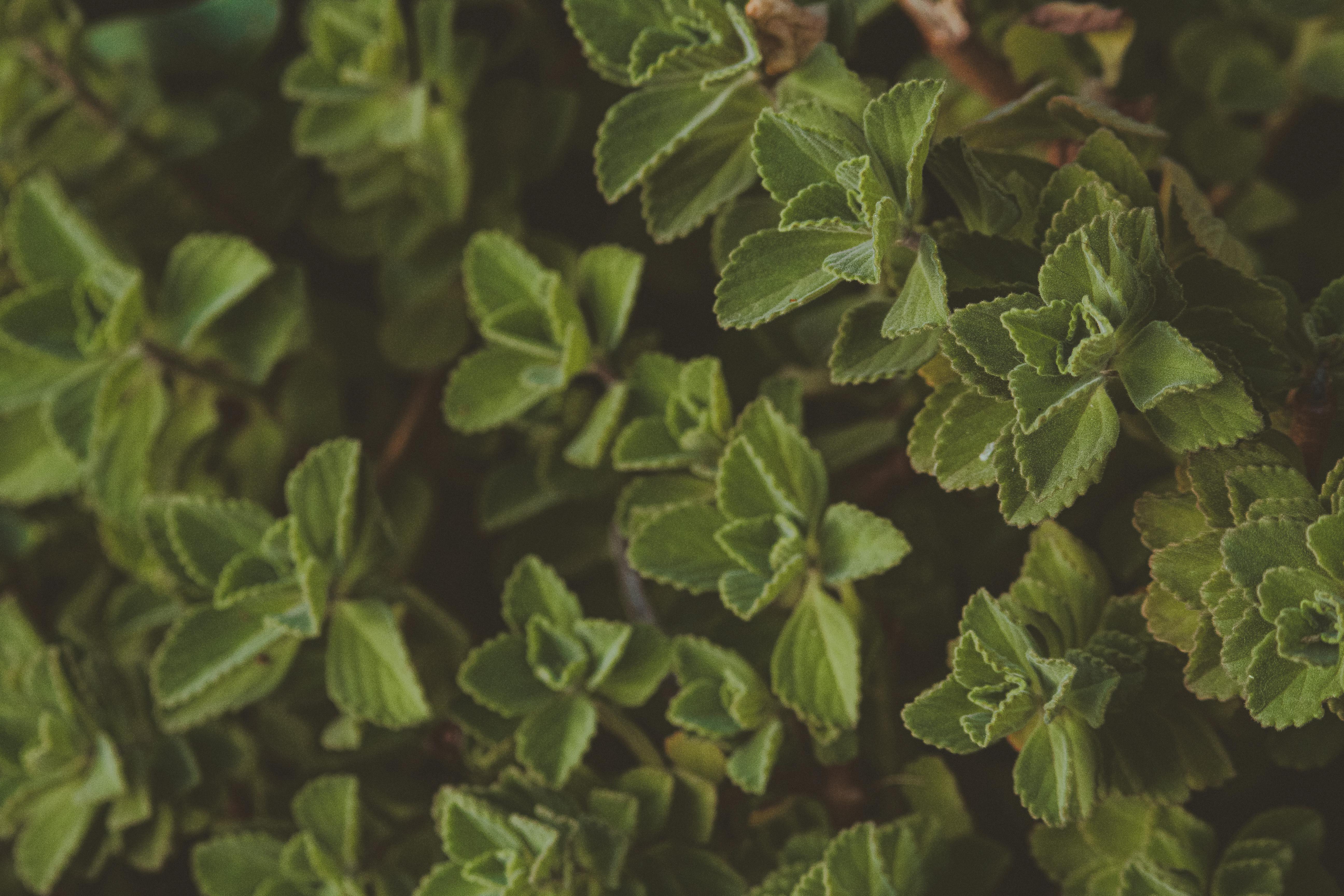 herb leaves